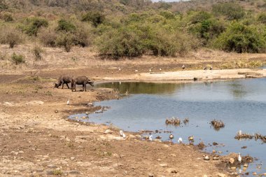 Cape Buffalo, Kenya 'daki Nairobi Ulusal Parkı' ndaki Nagolomon Barajı 'ndan bir içki al.