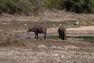 Cape Buffalo, Kenya 'daki Nairobi Ulusal Parkı' ndaki Nagolomon Barajı 'ndan bir içki al.
