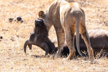 Aslan, Kenya 'daki Nairobi Ulusal Parkı' nda öldürülen antilobun boynunu çiğneyip yiyor.