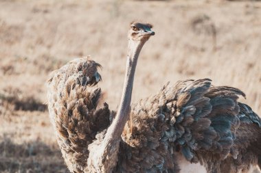 Nairobi Ulusal Parkı Afrika 'da bir devekuşunun arka plan portresi