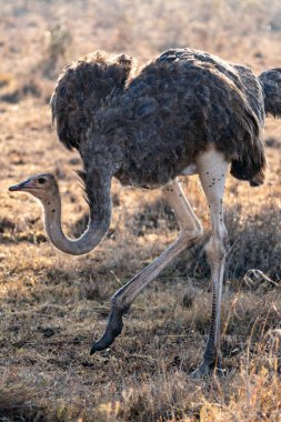 Nairobi Ulusal Parkı Afrika 'da bir devekuşunun arka plan portresi