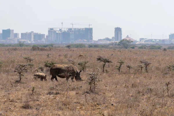 stock image Rhinocerus and baby walk in the grassland of Nairobi National Park Kenya