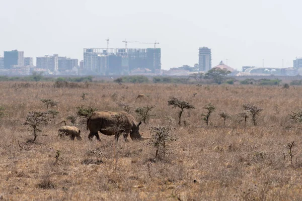 Stock image Rhinocerus and baby walk in the grassland of Nairobi National Park Kenya