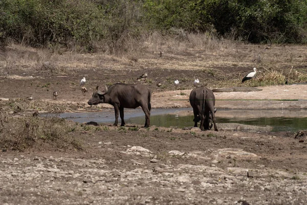 Cap Buffalo Prend Verre Réservoir Nagolomon Dans Parc National Nairobi — Photo