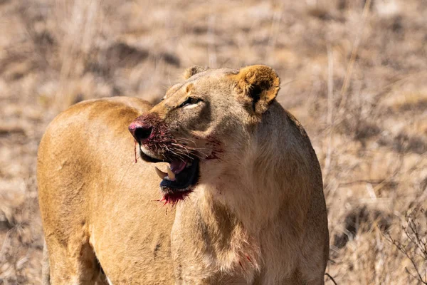 Lev Krvavou Tlamou Poté Jedl Zabít Národním Parku Nairobi Keňa — Stock fotografie
