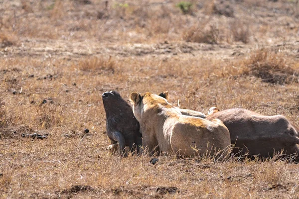 狮子吃了一只刚在肯尼亚内罗毕国家公园被杀的野兽 — 图库照片
