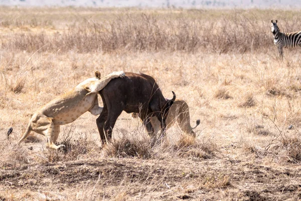 Två Lejon Dödar Gnugga Nairobis Nationalpark Zebra Tittar Bakgrunden — Stockfoto