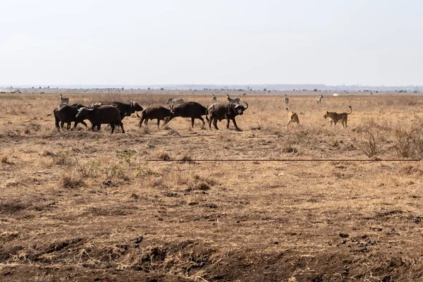 Wildebeests and lions face off as the lions attempt to kill one of the herd, in Nairboi National Park - Kenya