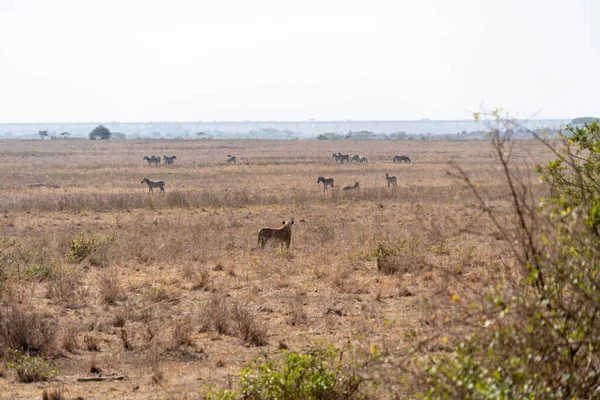 Lejonet Förföljer Flock Zebror Som Vill Jaga Mat Nairobis Nationalpark — Stockfoto