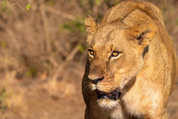 Portrét Lva Hledícího Kameru Krvavou Tlamou Snědení Zabití Národní Park — Stock fotografie