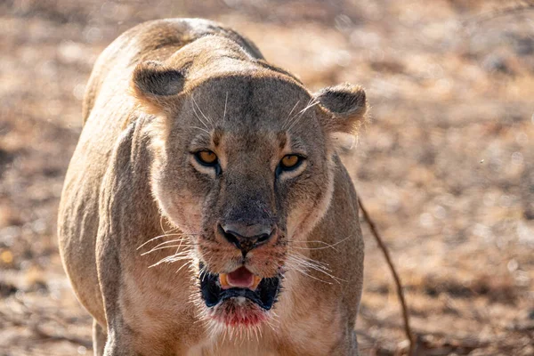Portrét Lva Hledícího Kameru Krvavou Tlamou Snědení Zabití Národní Park — Stock fotografie