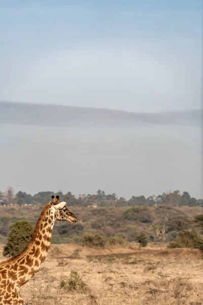Retrato Uma Girafa Parque Nacional Nairobi Composição Espacial Negativa — Fotografia de Stock