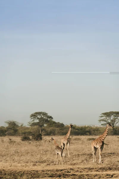 Giraffer Nariboi Nationalpark Med Stadens Skyline Bakgrunden Dimmig Dag — Stockfoto