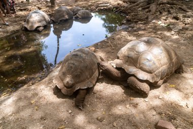 Kaplumbağalar Zanzibar Tanzanya 'daki Hapishane Adası kaplumbağa barınağında bir su kaynağının yanında yürürler.