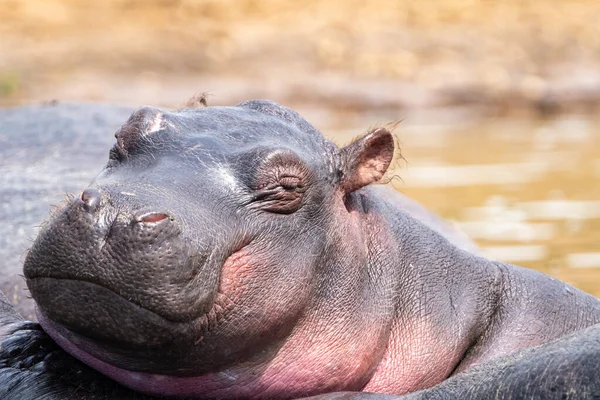Vista Cerca Una Cara Hipopótamo Bajo Sol Canal Kazinga Uganda —  Fotos de Stock