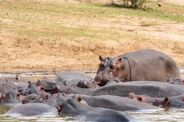 Hippo Out Water Crawls Back Group Kazinga Channel Queen Elizabeth — Stock Photo, Image
