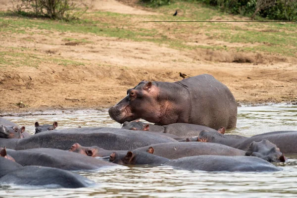 Hipopótamo Emerge Del Agua Canal Kazinga Uganda Parque Nacional Reina —  Fotos de Stock