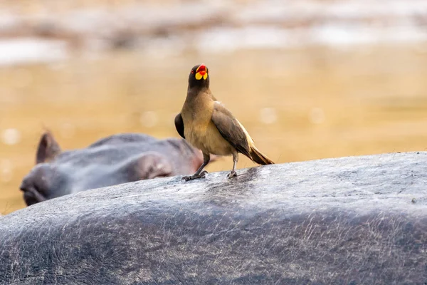 黄色の請求されたOxpecker鳥はカバの背中の上に乗っています ウガンダのクイーン エリザベス国立公園のカジンガ チャンネル — ストック写真