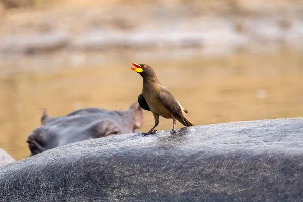 stock image Yellow billed oxpecker bird rides on the top of a hippo back. Kazinga Channel, Uganda in Queen Elizabeth National Park