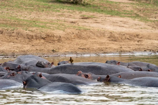 Geel Gefactureerde Oxpikvogel Rijdt Top Van Een Nijlpaard Kazinga Channel — Stockfoto