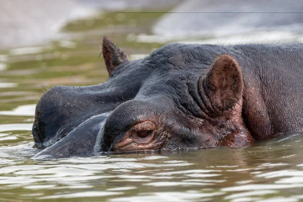 Tvář Hrocha Který Začíná Ponořovat Vody Kazingského Průlivu Národní Park — Stock fotografie