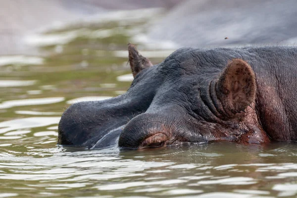 Tvář Hrocha Který Začíná Ponořovat Vody Kazingského Průlivu Národní Park — Stock fotografie