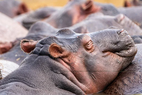 Hippos Lagen Elkaar Het Water Kazinga Channel Queen Elizabeth National — Stockfoto