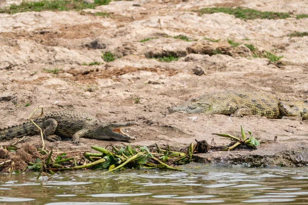 Nílusi Krokodilok Feküdtek Kazinga Csatorna Partján Ugandában Erzsébet Királynő Nemzeti — Stock Fotó