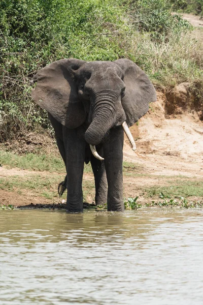 Elefante Bebe Agua Del Canal Kazinga Del Parque Nacional Reina — Foto de Stock