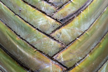 Kenya, Afrika 'da büyüyen bir bahçede büyüyen Gezgin Palmiyesi' nin güzelliği.