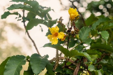 Nil lale ağacında turuncu merkezli oldukça parlak sarı çiçekler. Markhama olarak da bilinir.