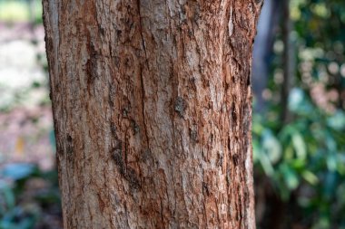 Vitex Keniensis olarak da bilinen Meru meşe ağacının kabuğu.