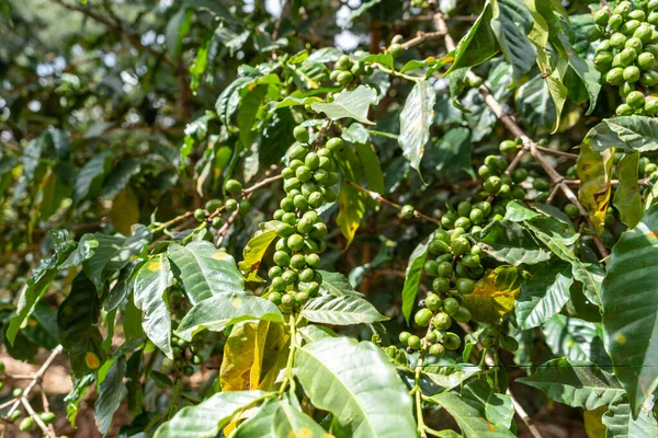 Κόκκοι Καφέ Φυτρώνουν Ένα Εργοστάσιο Καφέ Στην Κένυα Στην Αφρική — Φωτογραφία Αρχείου