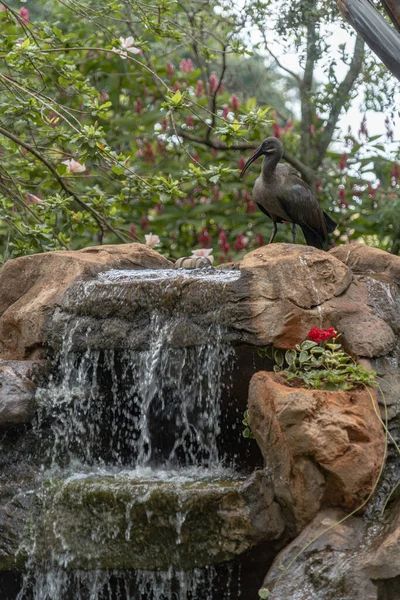 Green Ibis bird perched on a lovely waterfall water fountain in a tropical setting backyard in Kenya Africa