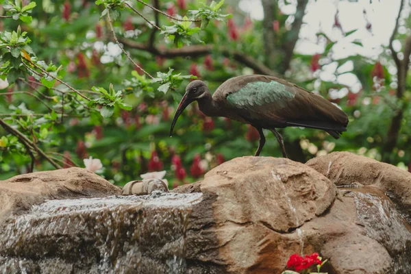 Green Ibis bird drinking from a backyard water fountain in a tropical climate