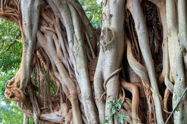 靠近树皮的Calodendrum Capense 也被称为肯尼亚的栗树角 Murarachi — 图库照片