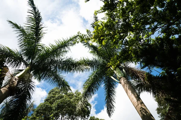 Взгляд Вверх Пальмы Против Частично Облачного Голубого Неба Кении Африка — стоковое фото