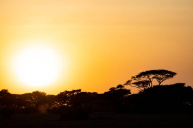 Amboseli Milli Parkı 'nda gün batımında siluet manzarası ikonik turuncu gökyüzü ve akasya dikenli şemsiye ağacı