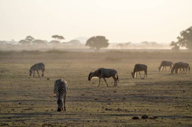 Bir zebranın otladığı esmer bir alacakaranlık sahnesinin arka plan fotoğrafı. Güneş Amboseli Ulusal Parkı 'nda batarken antiloplar arka planda (odaksız)