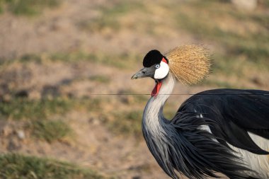 Afrika Taçlı Turna Kuşu, Amboseli Ulusal Parkı Kenya