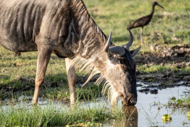 Afrika 'daki Amboseli Ulusal Parkı' nda antiloplar su içiyor