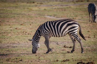 Afrika 'daki Amboseli Ulusal Parkı Kenya' da otlayan bir zebraya yakından bakın.