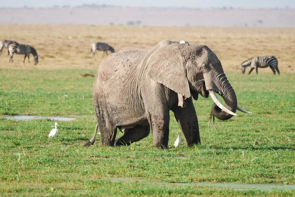 Wildlife Σκηνή Στο Εθνικό Πάρκο Amboseli Ελέφαντες Ερωδιούς Και Ζέβρες — Φωτογραφία Αρχείου