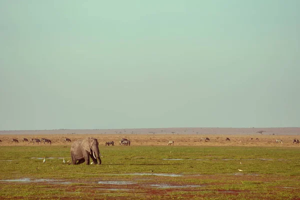 Wildlife Σκηνή Στο Εθνικό Πάρκο Amboseli Ελέφαντες Ερωδιούς Και Ζέβρες — Φωτογραφία Αρχείου