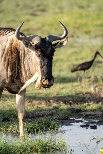 Wildebeest Pije Wodę Amboseli National Park Kenia Afryka — Zdjęcie stockowe