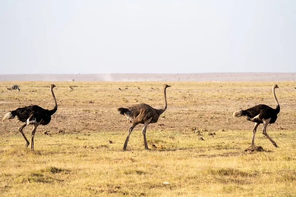 Tre Strutsfåglar Går Gräset Amboseli National Park Kenya Afrika — Stockfoto