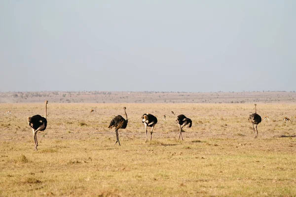 Savany Národního Parku Amboseli Keni Africe Hrnou Pštrosi Ptáci — Stock fotografie