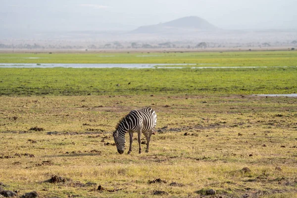 Zèbre Solitaire Mange Broute Dans Parc National Amboseli Kenya Afrique — Photo
