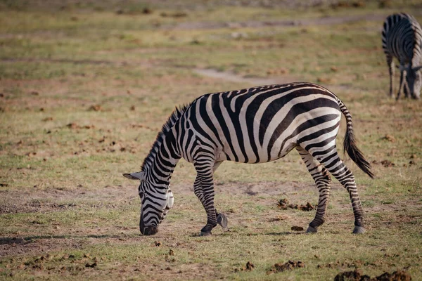Close Uma Zebra Comendo Pastando Grama Parque Nacional Amboseli Quênia — Fotografia de Stock