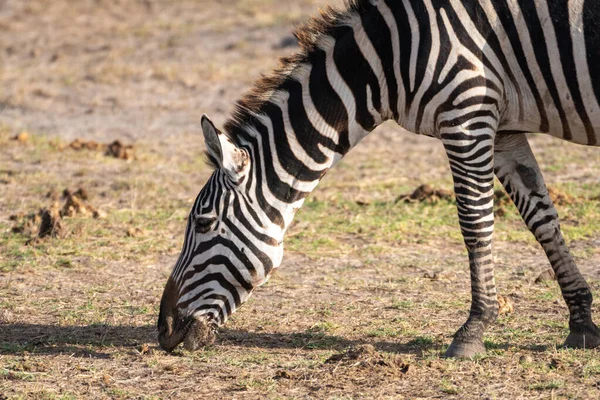 Close Uma Zebra Comendo Pastando Grama Parque Nacional Amboseli Quênia — Fotografia de Stock